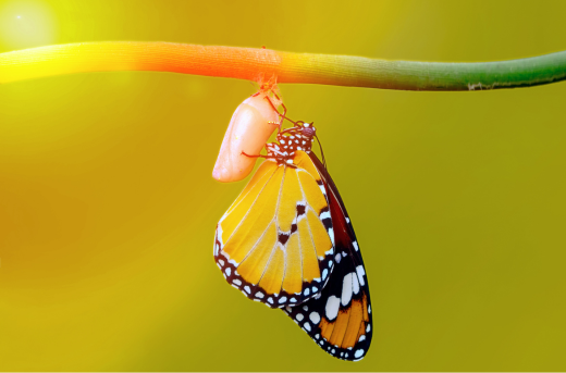 Papillon sort de sa chrysalide
